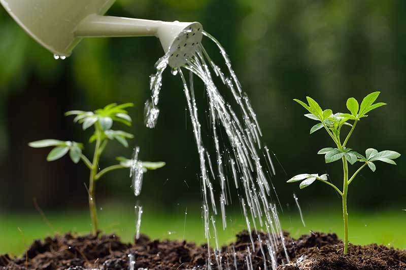 How to Grow Beets in Containers