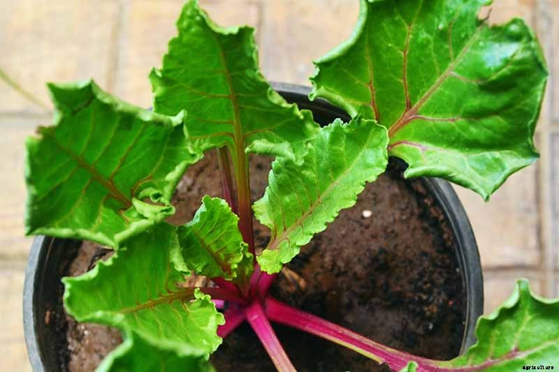 How to Grow Beets in Containers