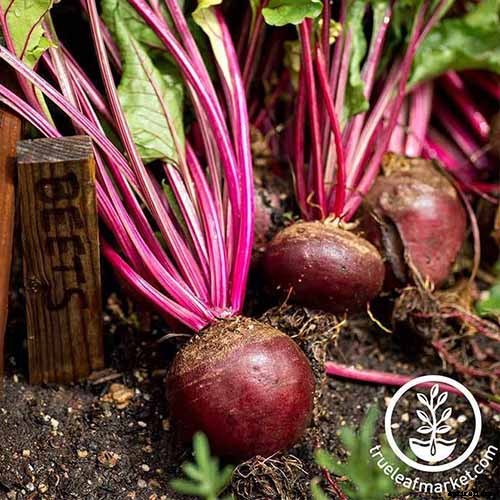 How to Grow Beets in Containers