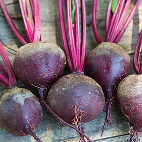 How to Grow Beets in Containers