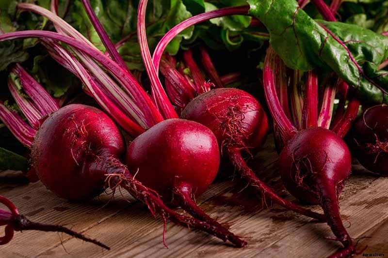 How to Grow Beets in Containers