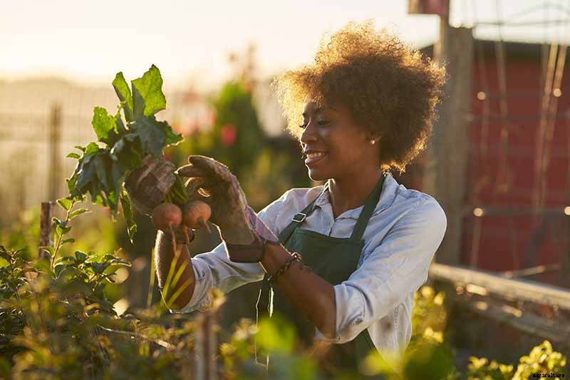 How to Grow Beets in Containers