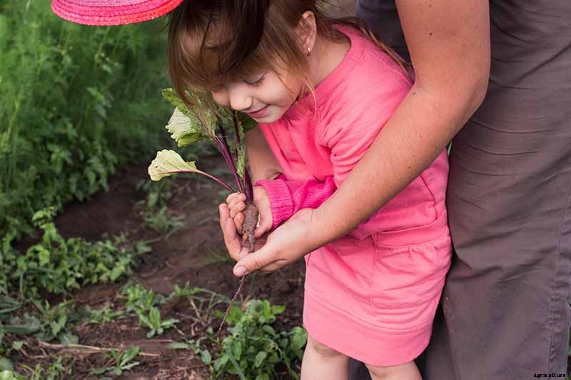 How to Grow Beets in Containers