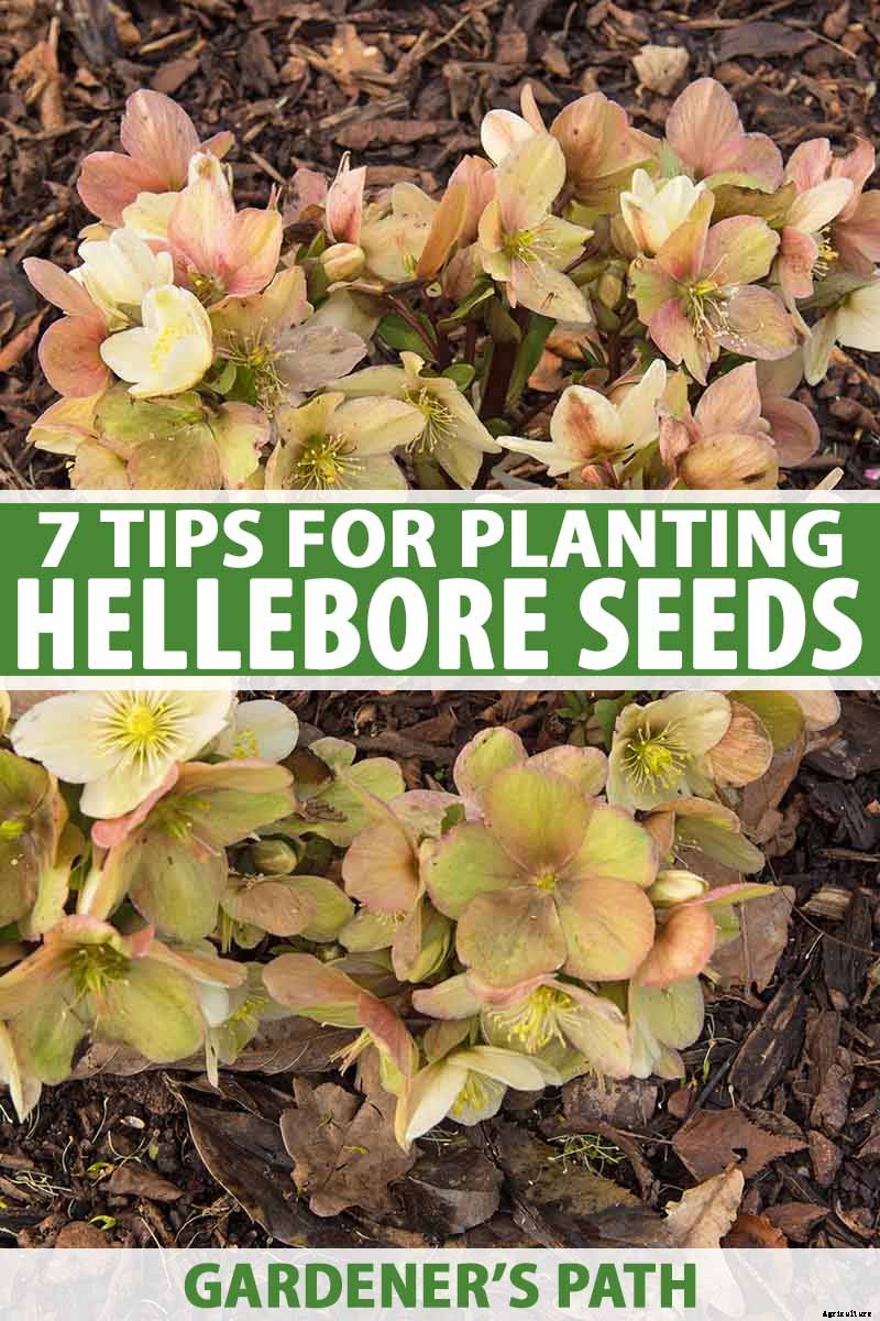 7 Tips for Planting Hellebore Seeds