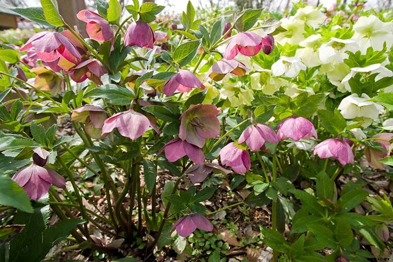 7 Tips for Planting Hellebore Seeds