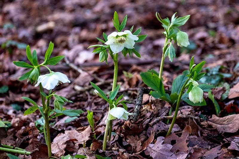 7 Tips for Planting Hellebore Seeds