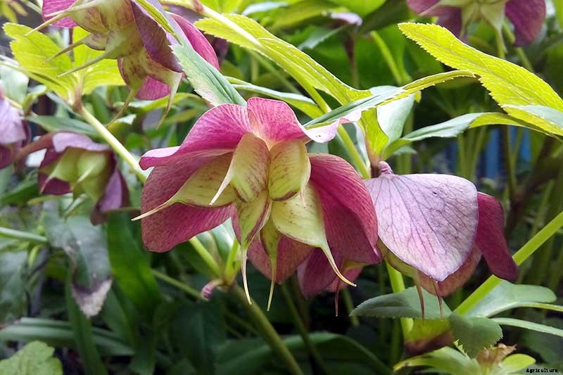 7 Tips for Planting Hellebore Seeds