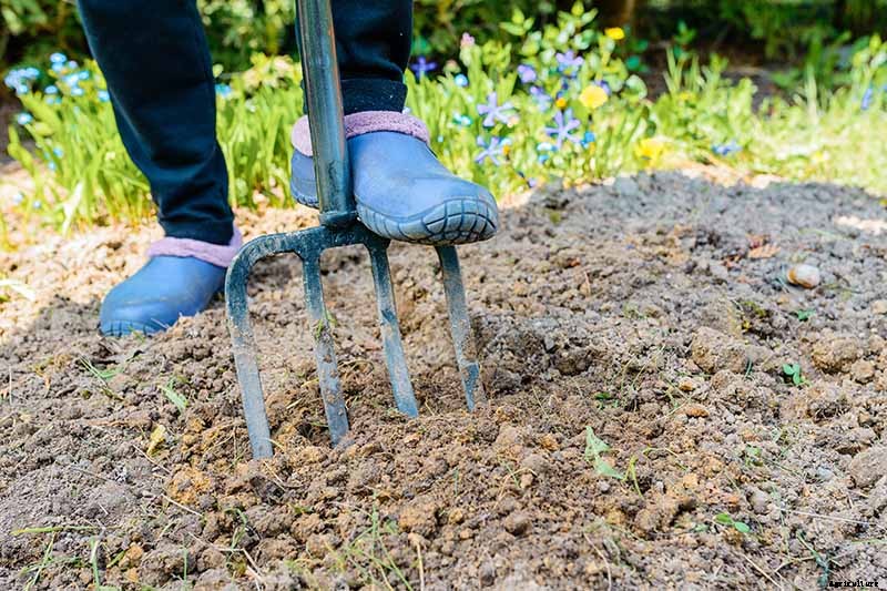 7 Tips for Planting Hellebore Seeds