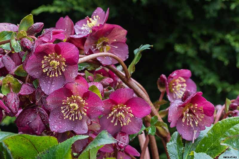 7 Tips for Planting Hellebore Seeds