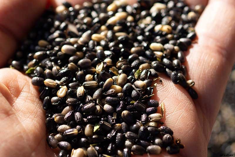 7 Tips for Planting Hellebore Seeds