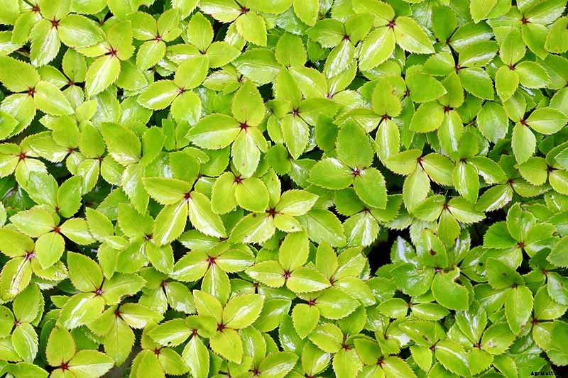 7 Tips for Planting Hellebore Seeds