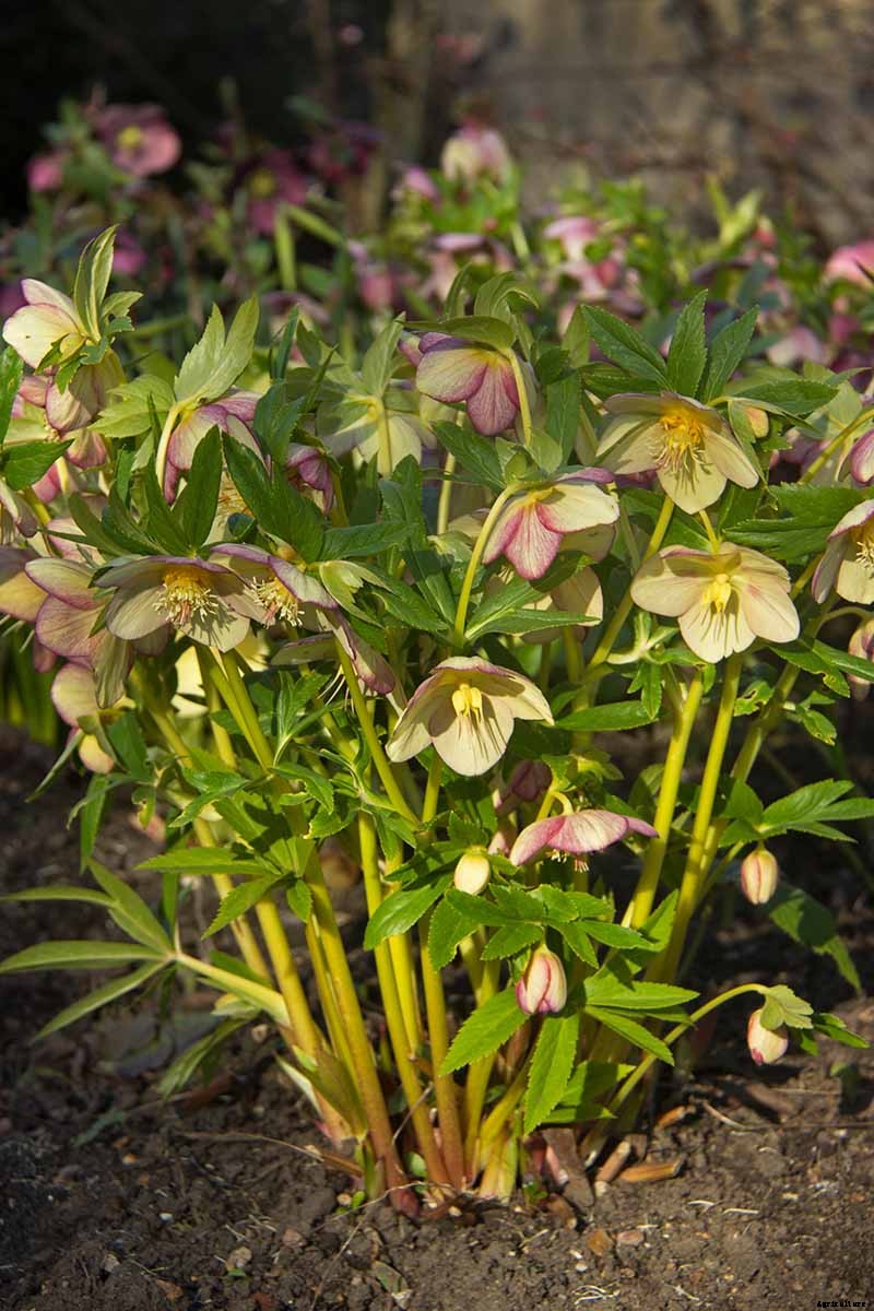 7 Tips for Planting Hellebore Seeds