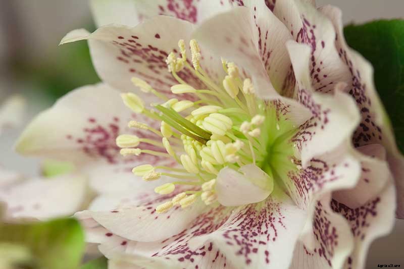 7 Tips for Planting Hellebore Seeds