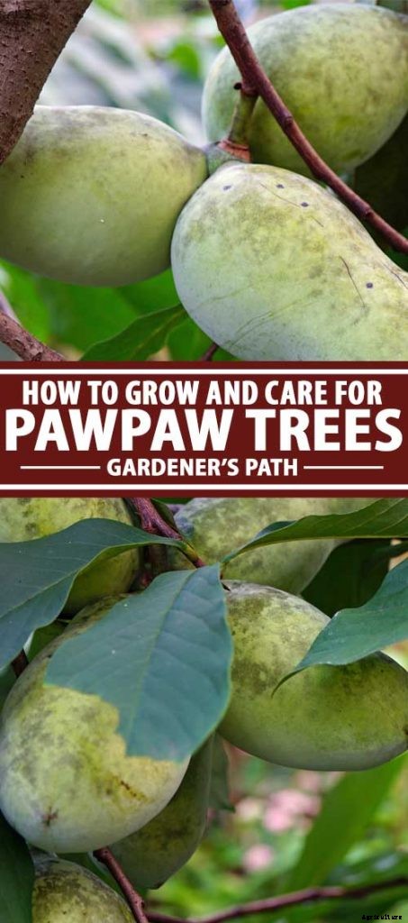 How to Grow and Care for Pawpaw Trees