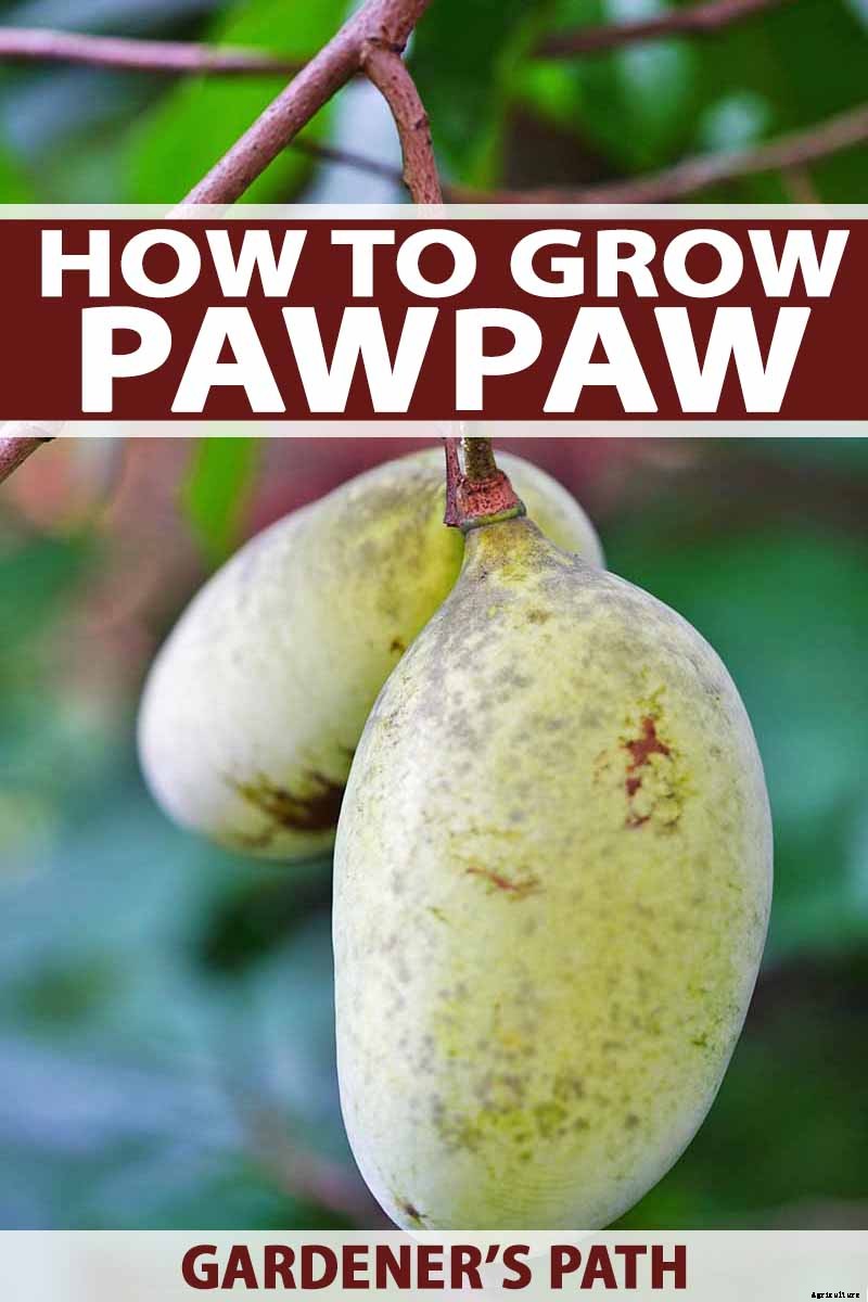 How to Grow and Care for Pawpaw Trees