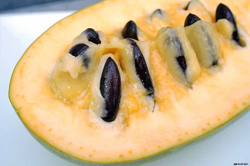 How to Grow and Care for Pawpaw Trees