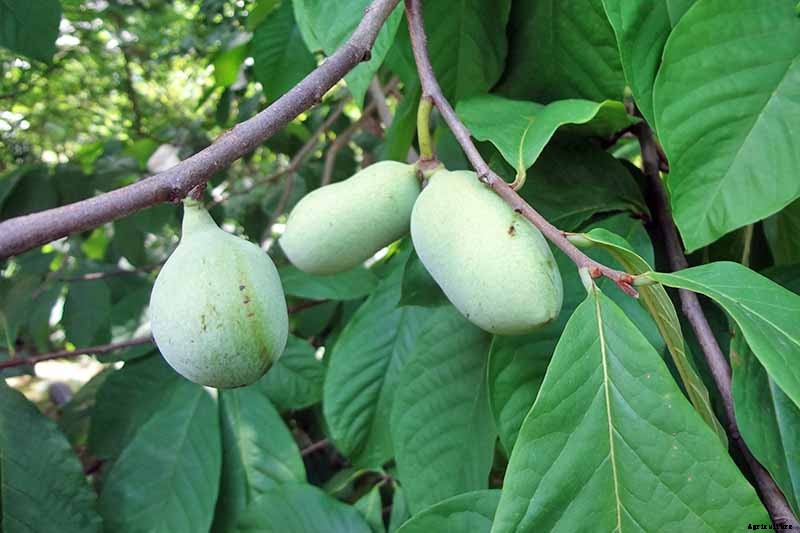 How to Grow and Care for Pawpaw Trees