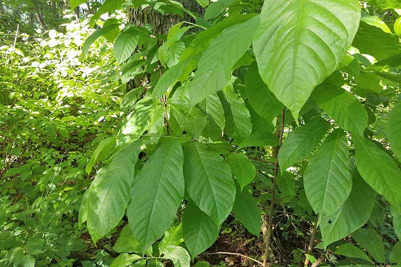 How to Grow and Care for Pawpaw Trees