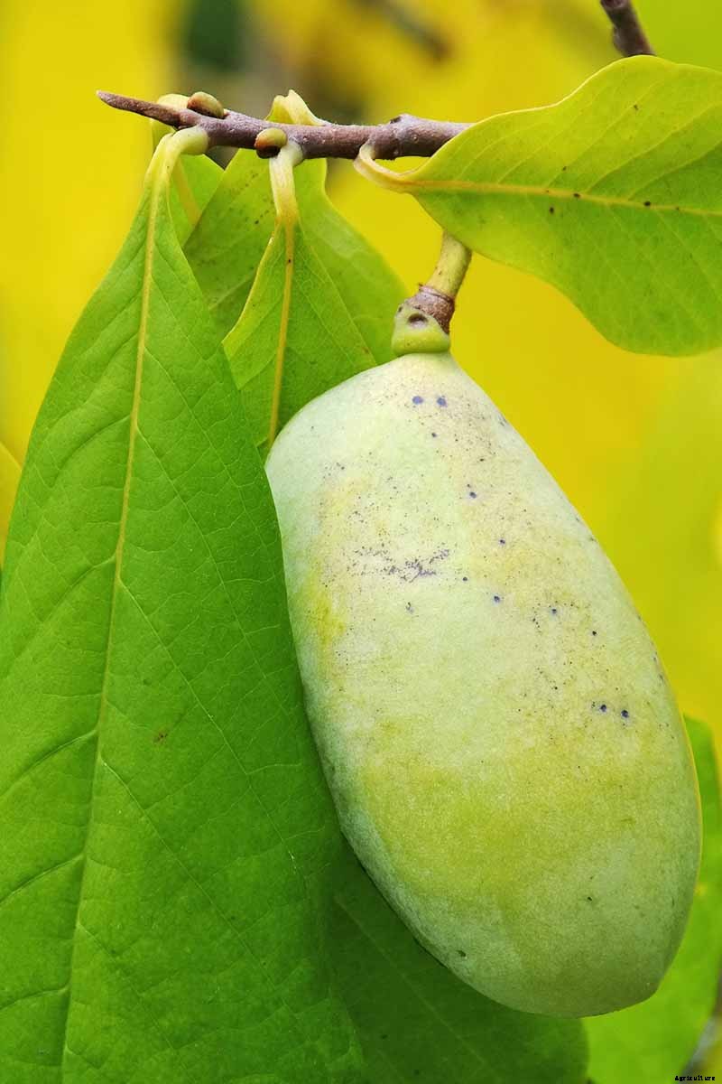 How to Grow and Care for Pawpaw Trees