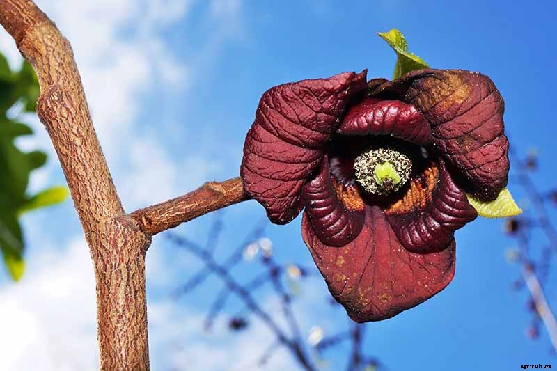 How to Grow and Care for Pawpaw Trees