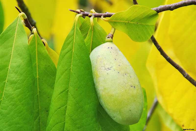 How to Grow and Care for Pawpaw Trees
