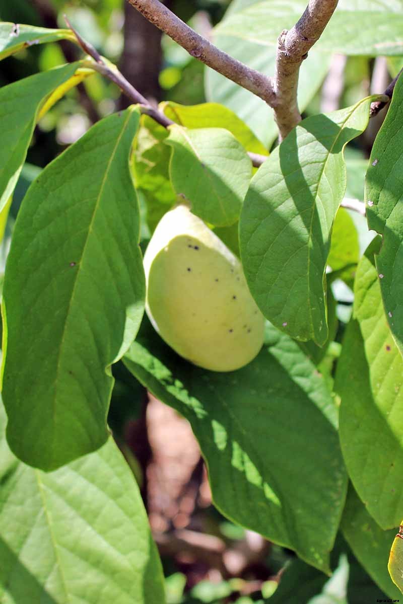 How to Grow and Care for Pawpaw Trees