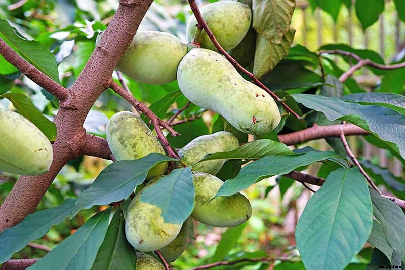 How to Grow and Care for Pawpaw Trees