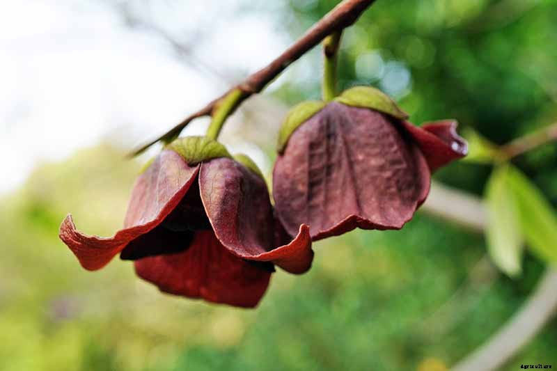 How to Grow and Care for Pawpaw Trees