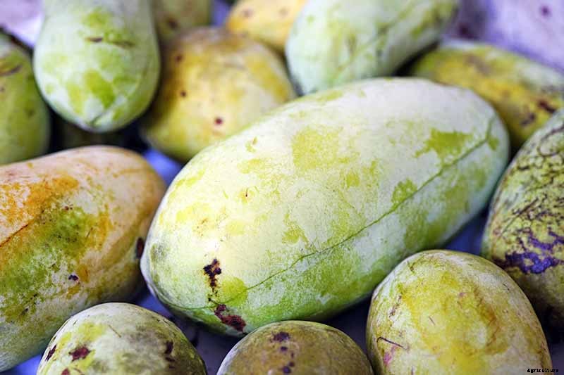How to Grow and Care for Pawpaw Trees