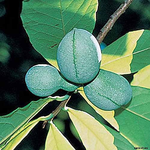 How to Grow and Care for Pawpaw Trees