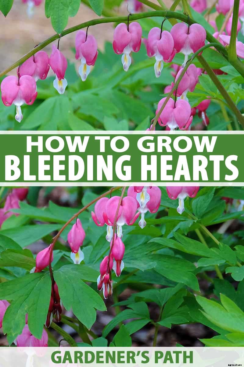 How to Grow Bleeding Hearts