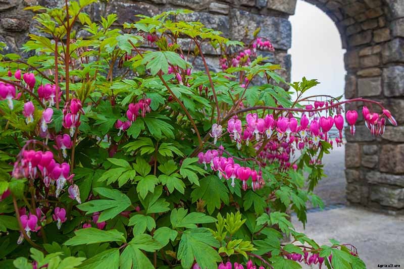How to Grow Bleeding Hearts
