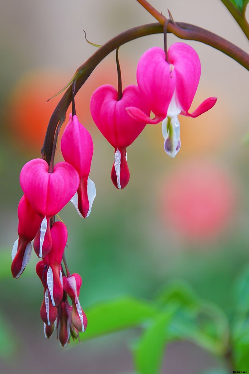How to Grow Bleeding Hearts
