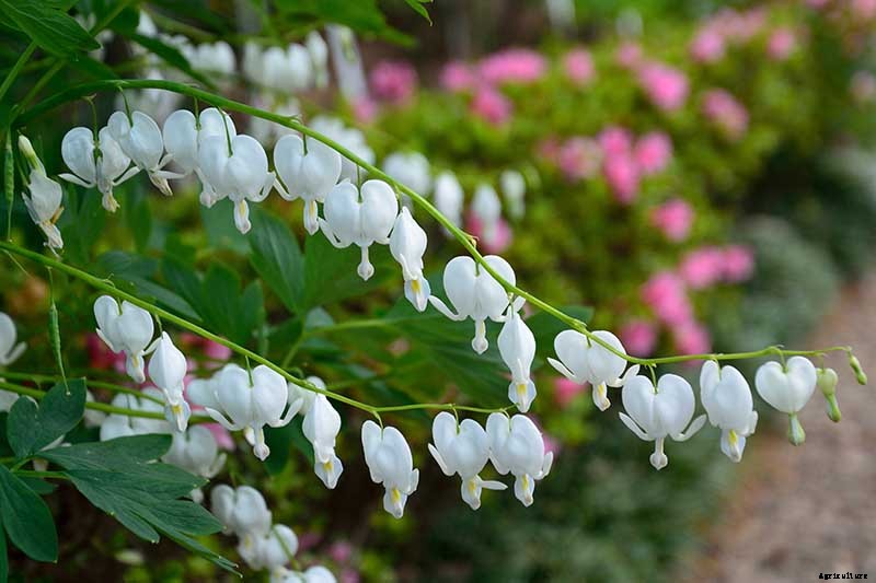 How to Grow Bleeding Hearts