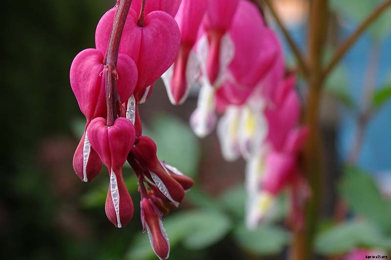 How to Grow Bleeding Hearts