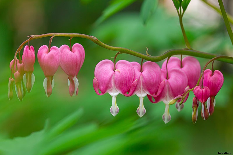 How to Grow Bleeding Hearts
