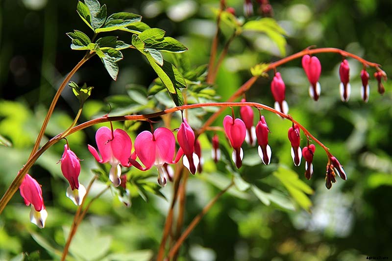 How to Grow Bleeding Hearts