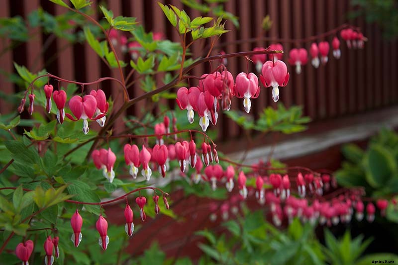 How to Grow Bleeding Hearts