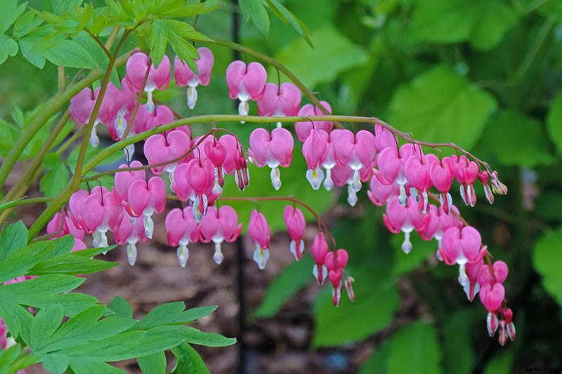 How to Grow Bleeding Hearts