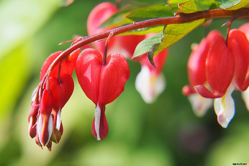 How to Grow Bleeding Hearts