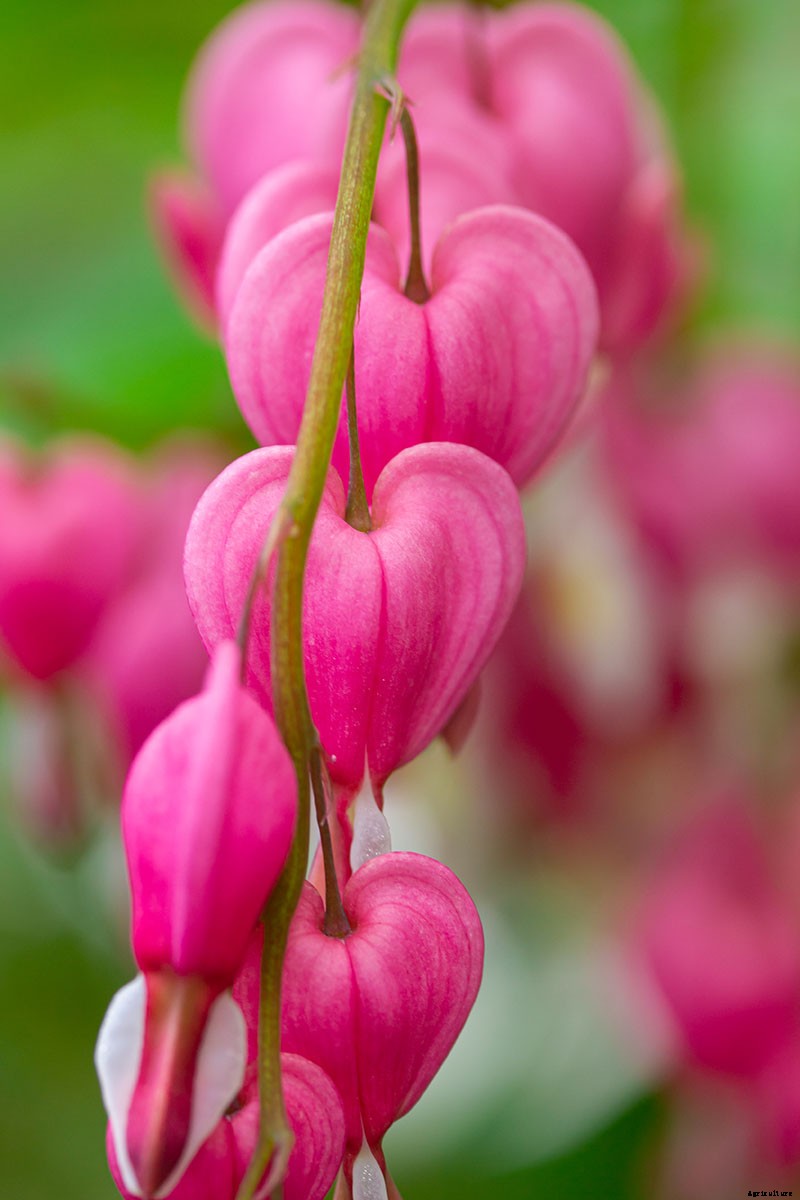 How to Grow Bleeding Hearts