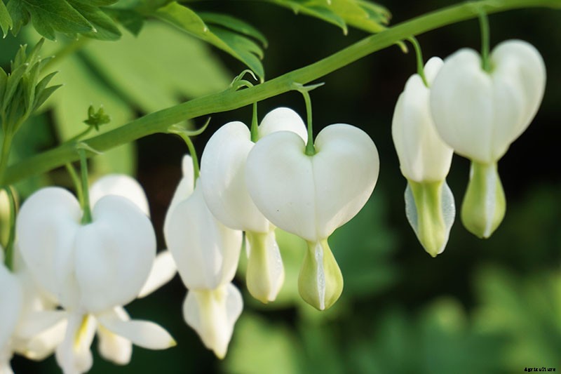 How to Grow Bleeding Hearts