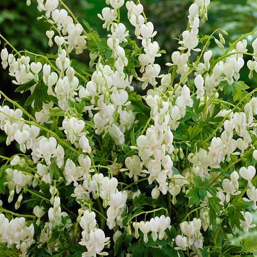 How to Grow Bleeding Hearts