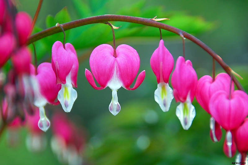 How to Grow Bleeding Hearts