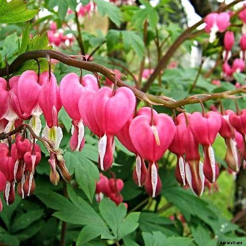 How to Grow Bleeding Hearts