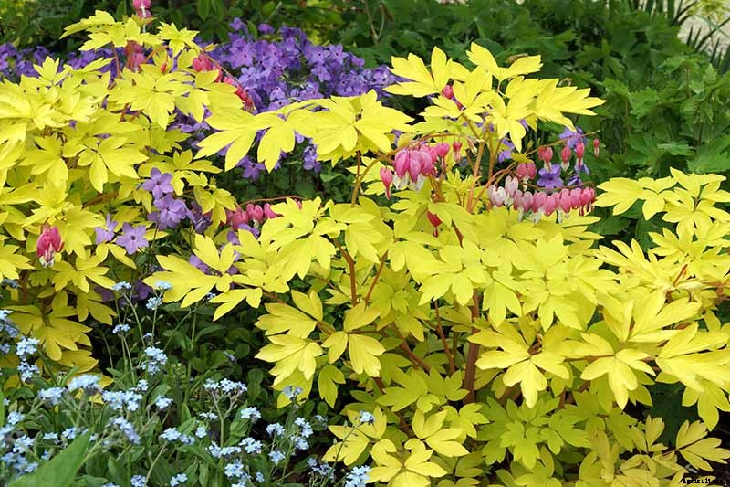 How to Grow Bleeding Hearts