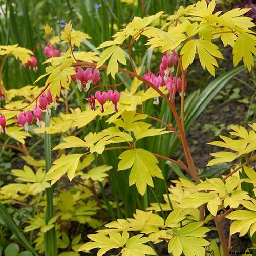 How to Grow Bleeding Hearts