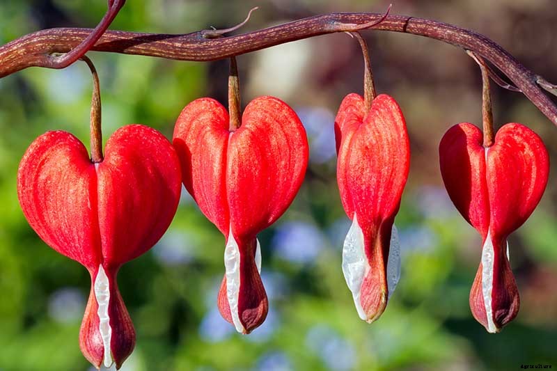 How to Grow Bleeding Hearts