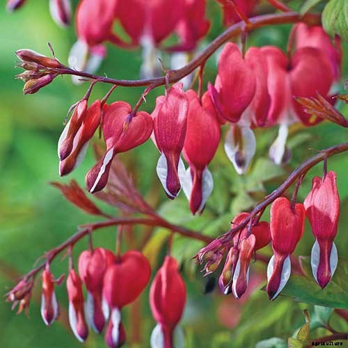 How to Grow Bleeding Hearts