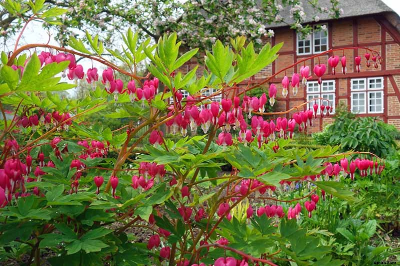 How to Grow Bleeding Hearts